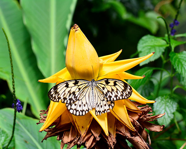 Mindfulness e pazienza 3