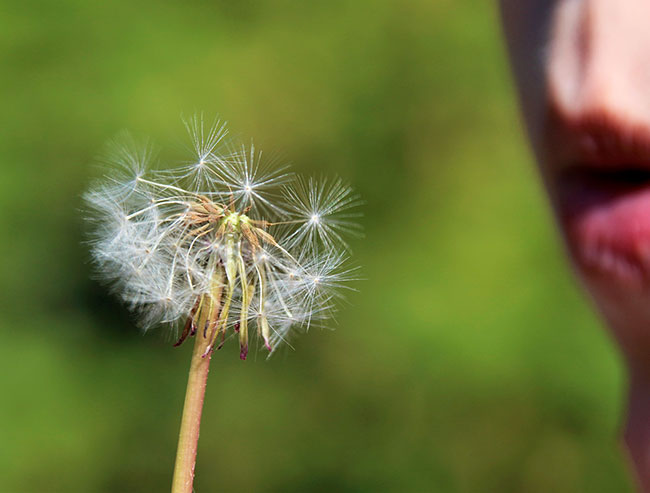 Mindfulness corso online-2021 