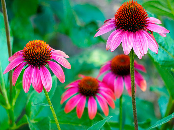 Proprietà e benefici dell'echinacea 1