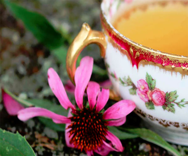 Proprietà e benefici dell'echinacea 2