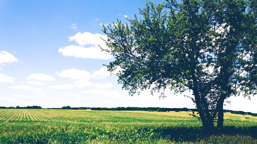 Meditazione dell'albero