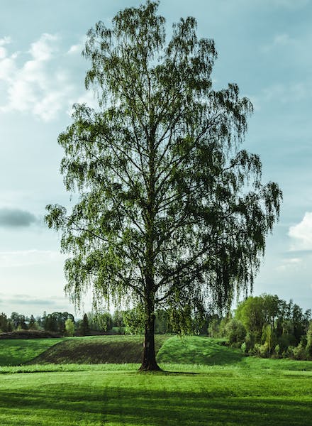 meditazione dell'albero